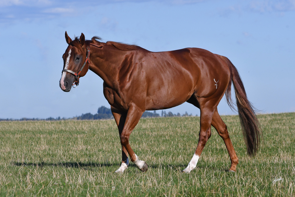 American Quarter Horse