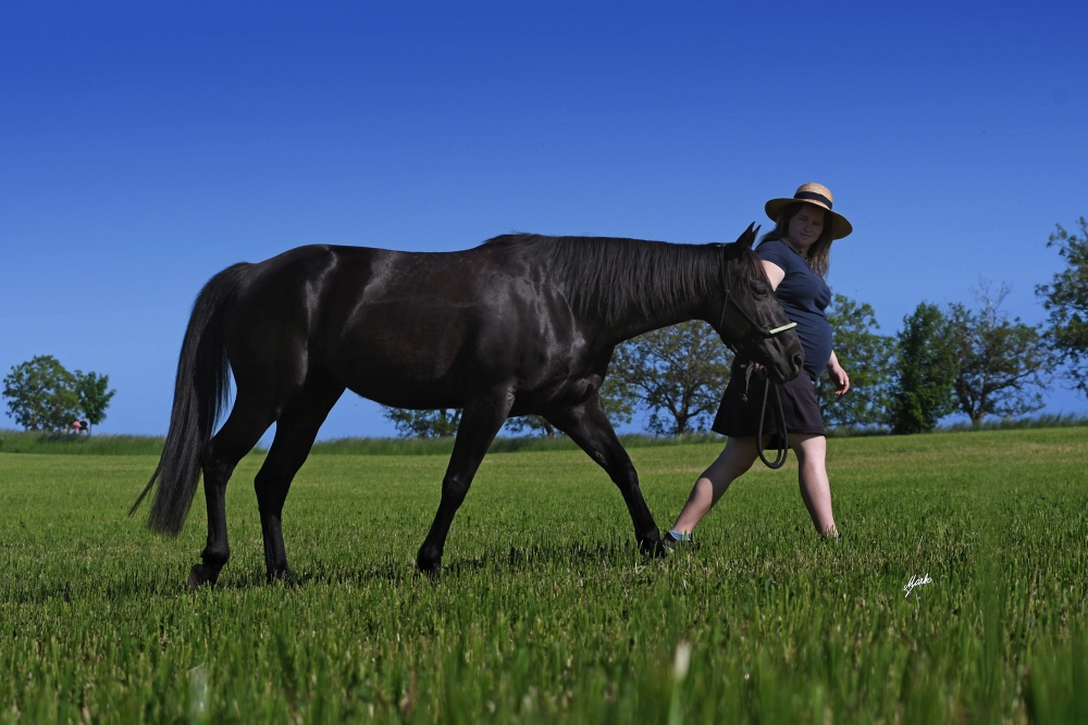 American Quarter Horse