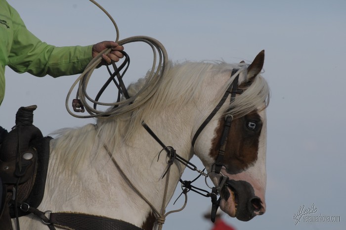 PRORODEO
