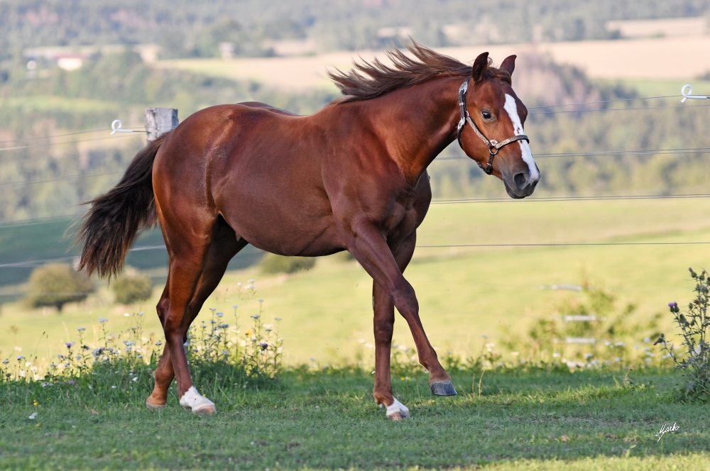 American Paint Horse