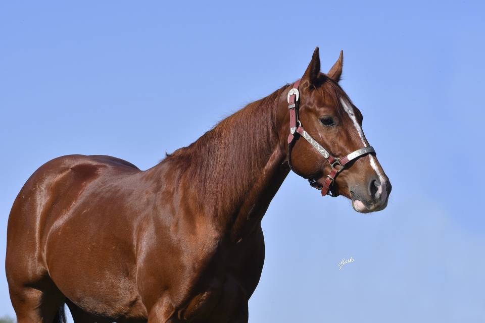 American Quarter Horse
