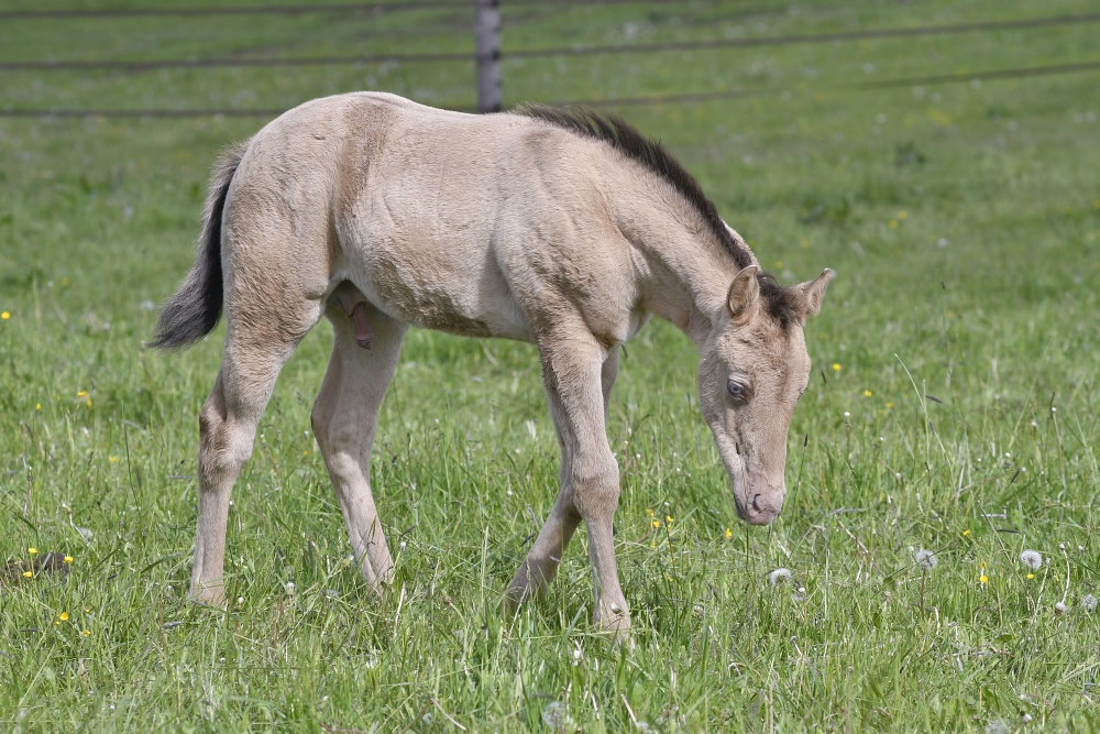 American Quarter Horse