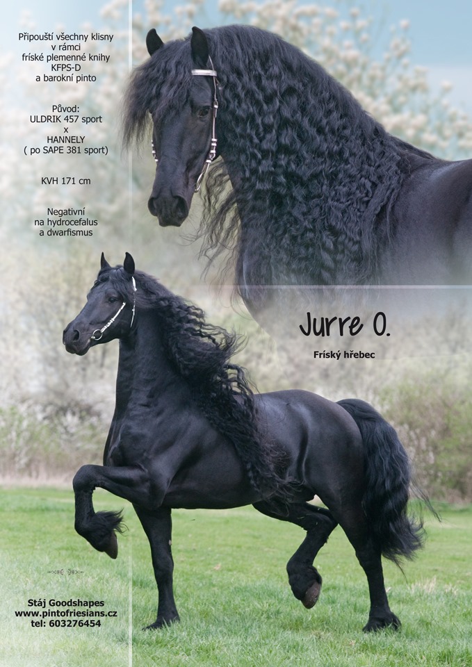 Frískýn kůň Jurre O