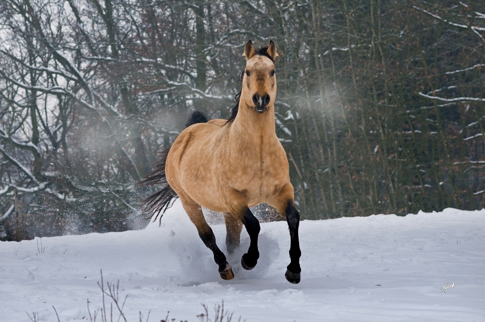 American Quarter Horse
