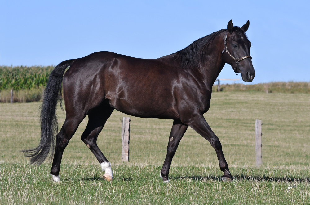 American Quarter Horse