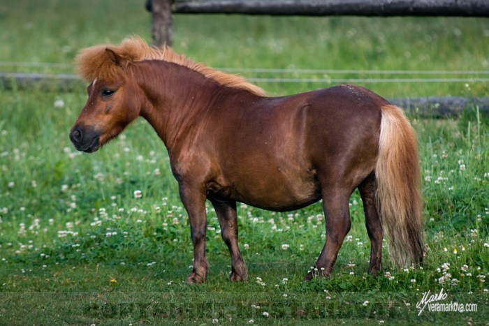 American minihorse