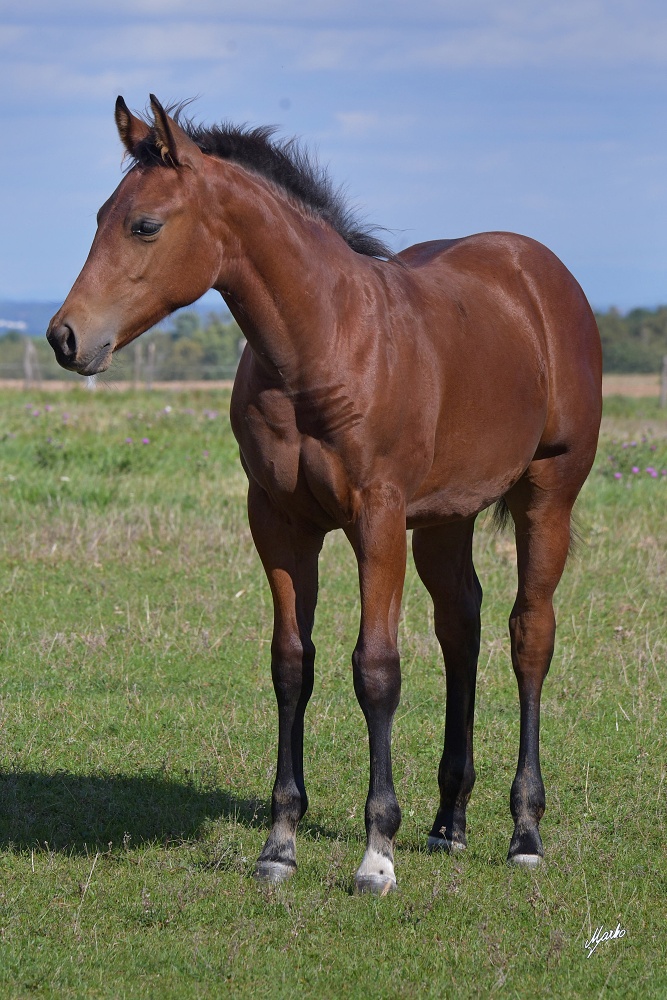American Quarter Horse