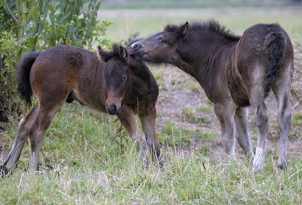 Fell pony