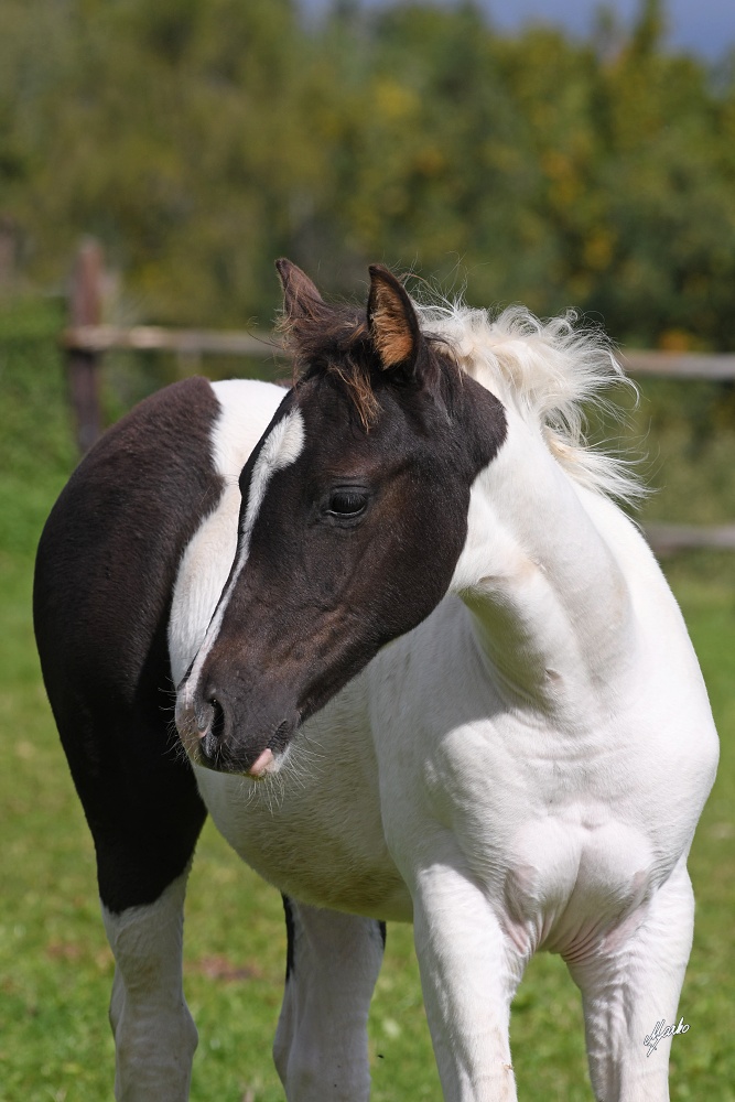 American Paint Horse