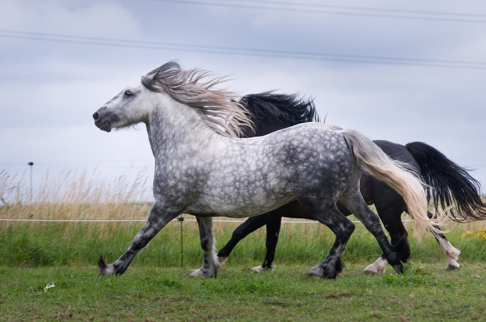 Fell pony