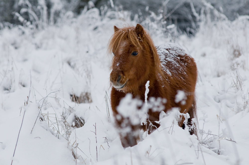 Shetland pony