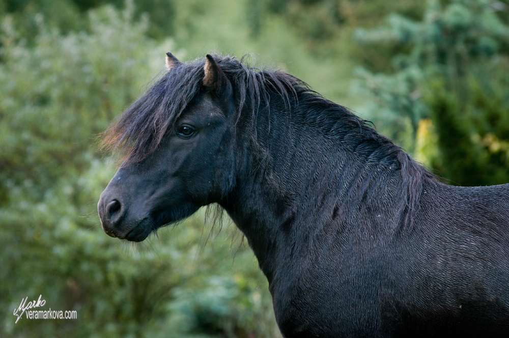 Shetland pony