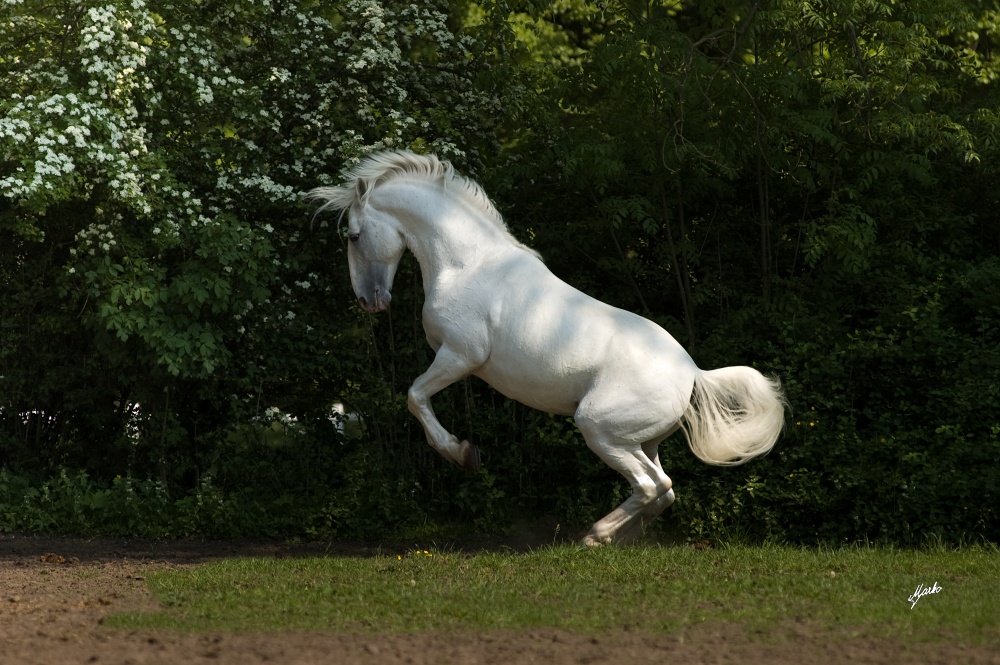 Starokladrubský kůň