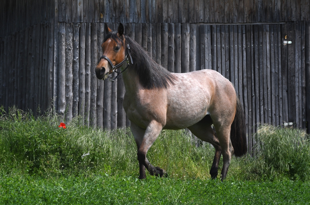 American Quarter Horse