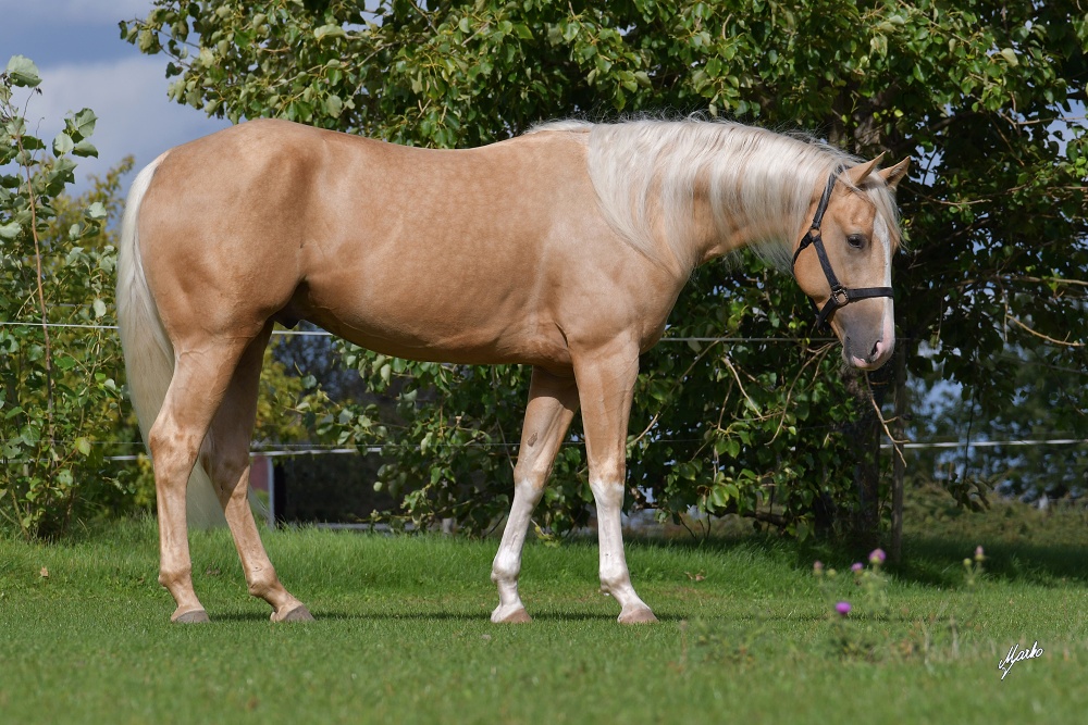 American Quarter Horse