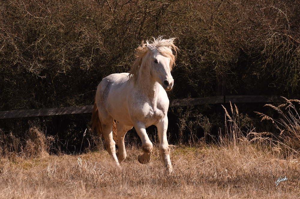 Irish cob crossbred
