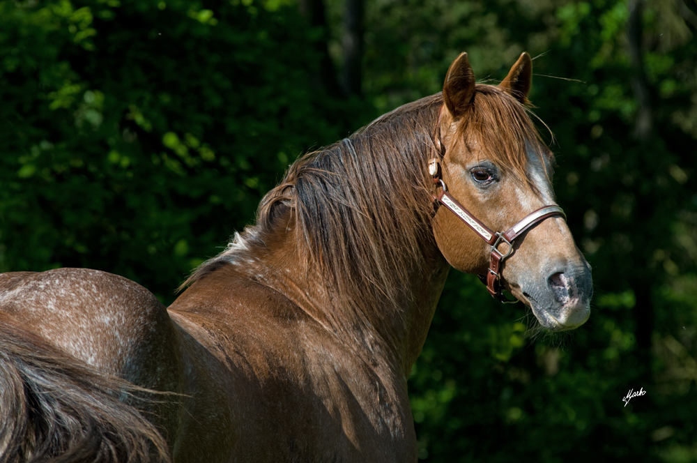 Appaloosa