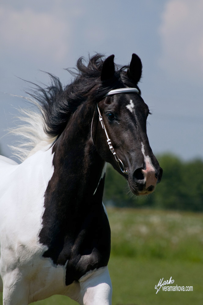 Barock pinto
