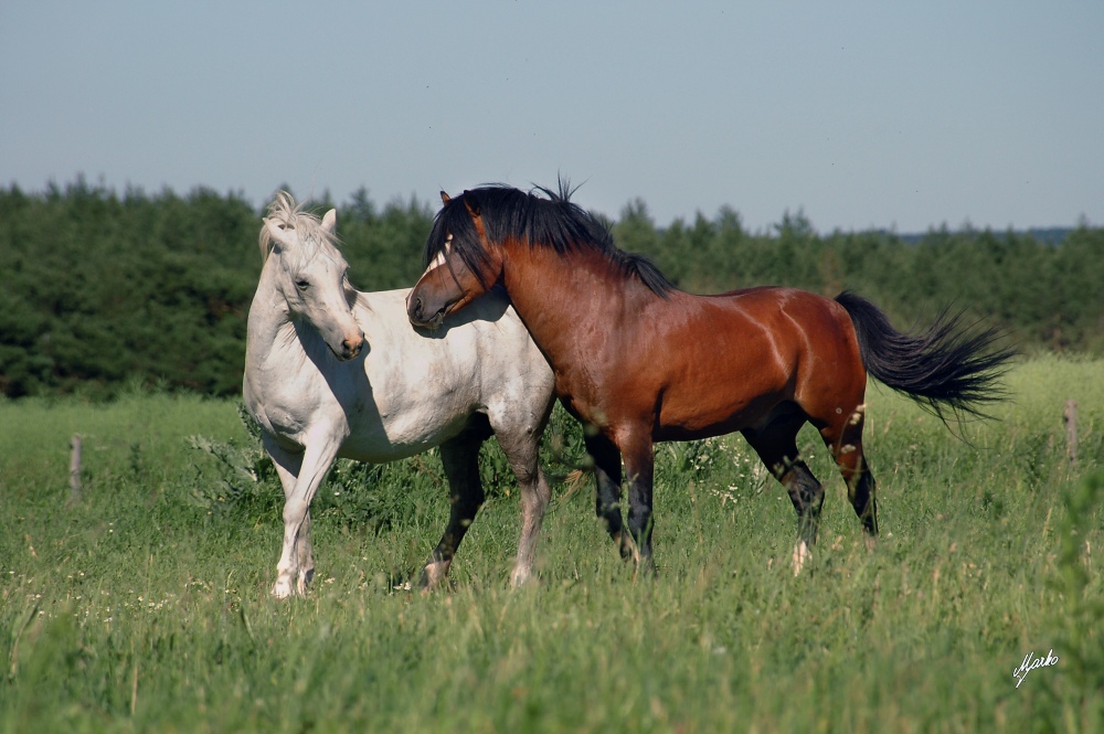 Welsh mountain pony