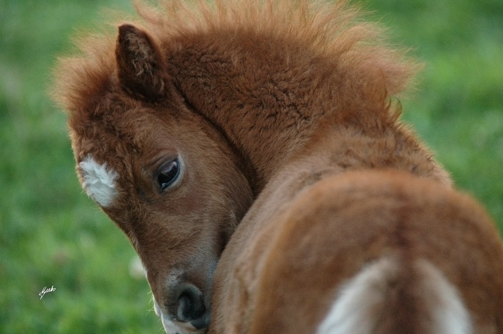 Shetland pony