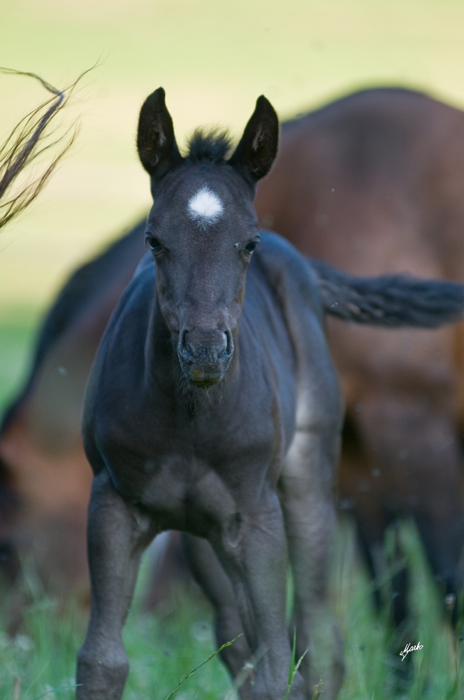 American Quarter Horse
