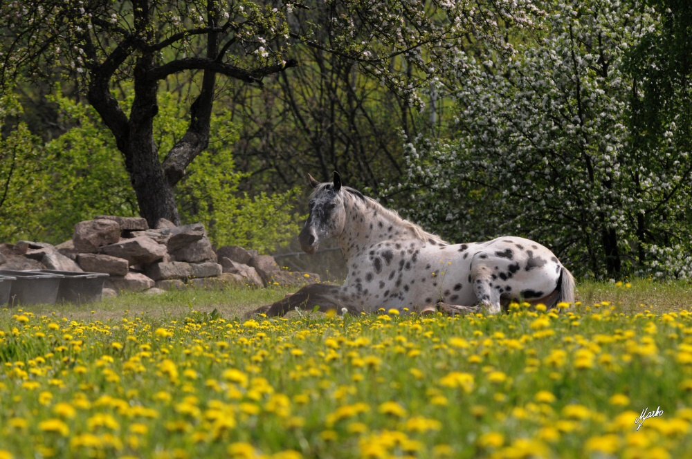 Appaloosa