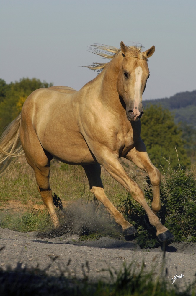 American Quarter Horse