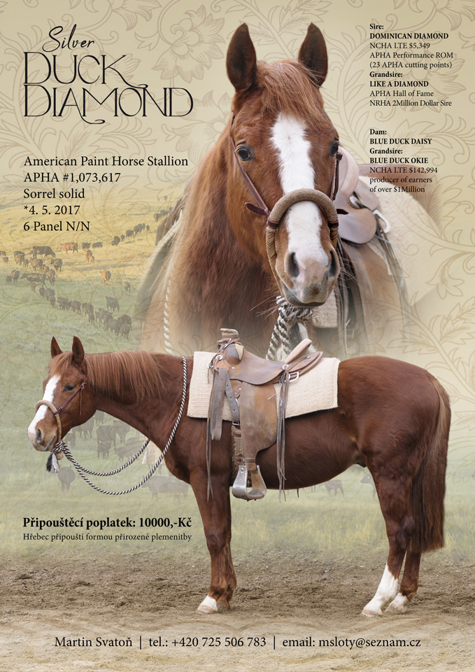 American Paint Horse Silver Duck Diamond