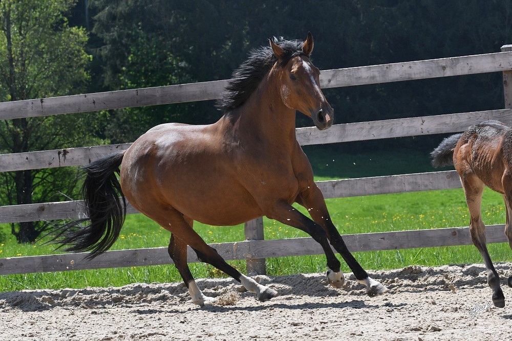 Einsiedler Pferd