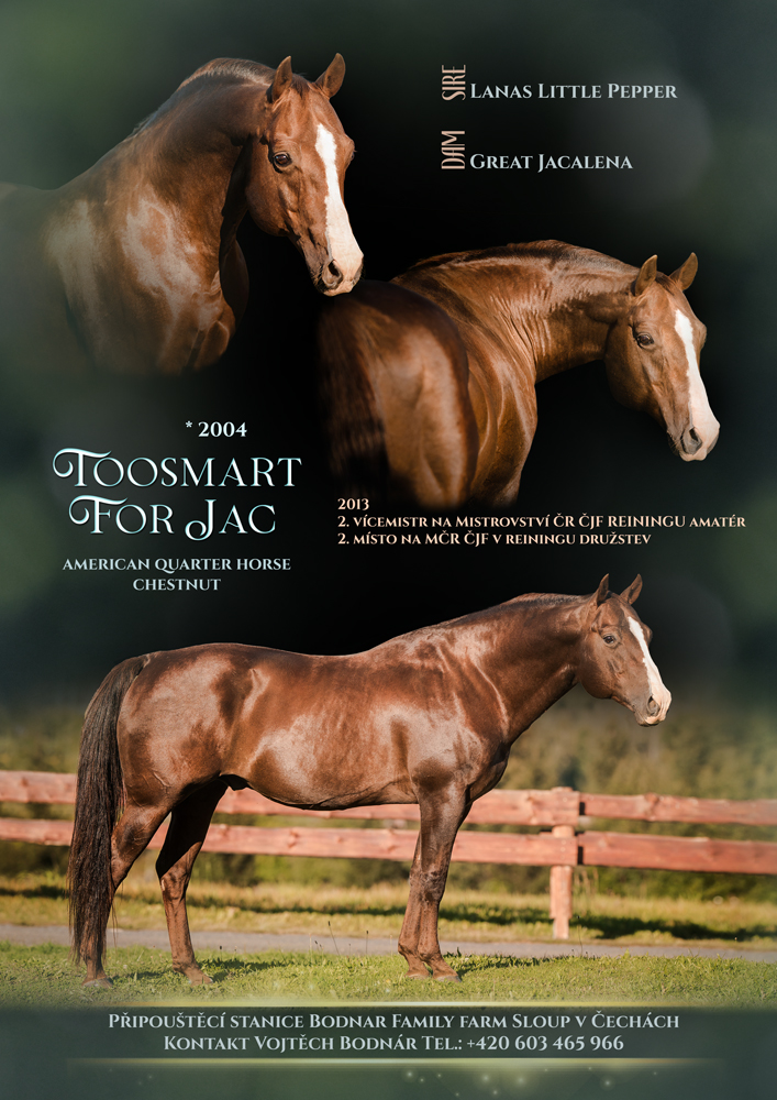 Toosmart For Jac - American Quarter Horse