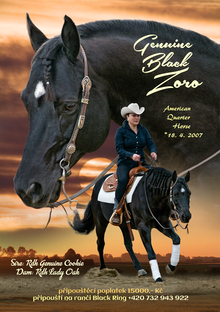 American Quarter Horse Genuine Black Zoro