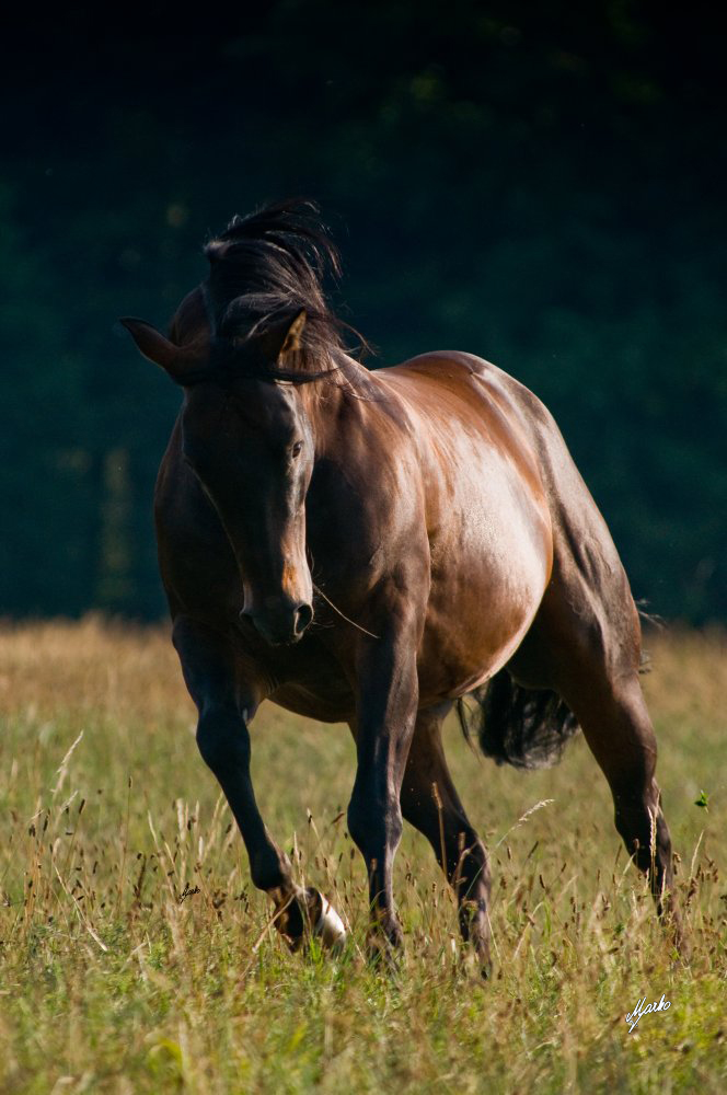 American quarter horse