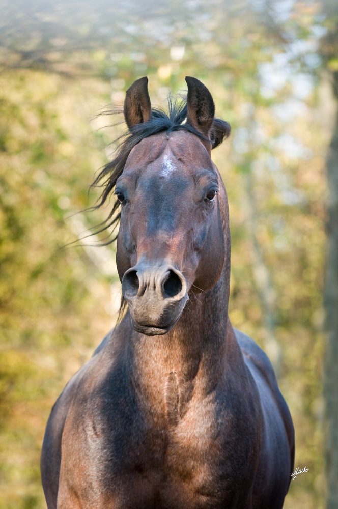 American Quarter Horse