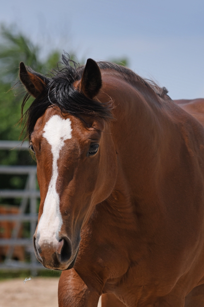 American Quarter Horse