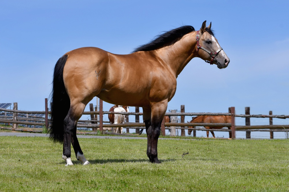 American Quarter Horse