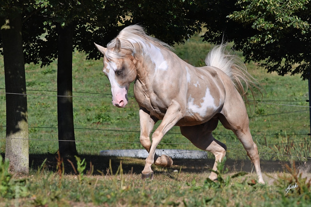 American Paint Horse