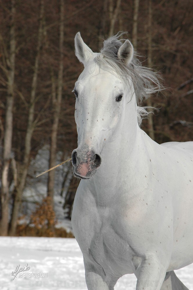 Shagya arab