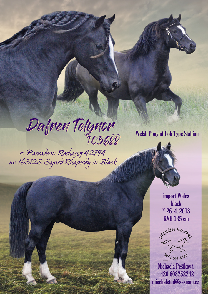 Welsh Pony of Cob Type Dafren Telynor 105688
