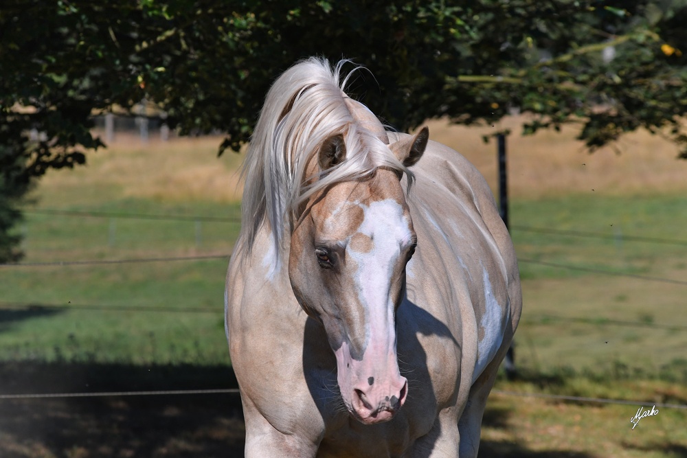 American Paint Horse