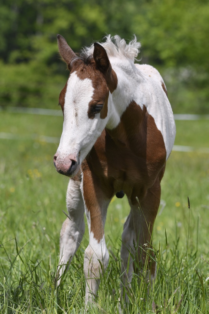 American Paint Horse