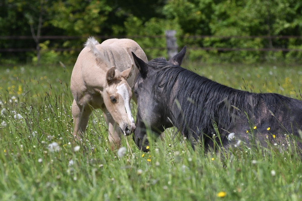 American Quarter Horse