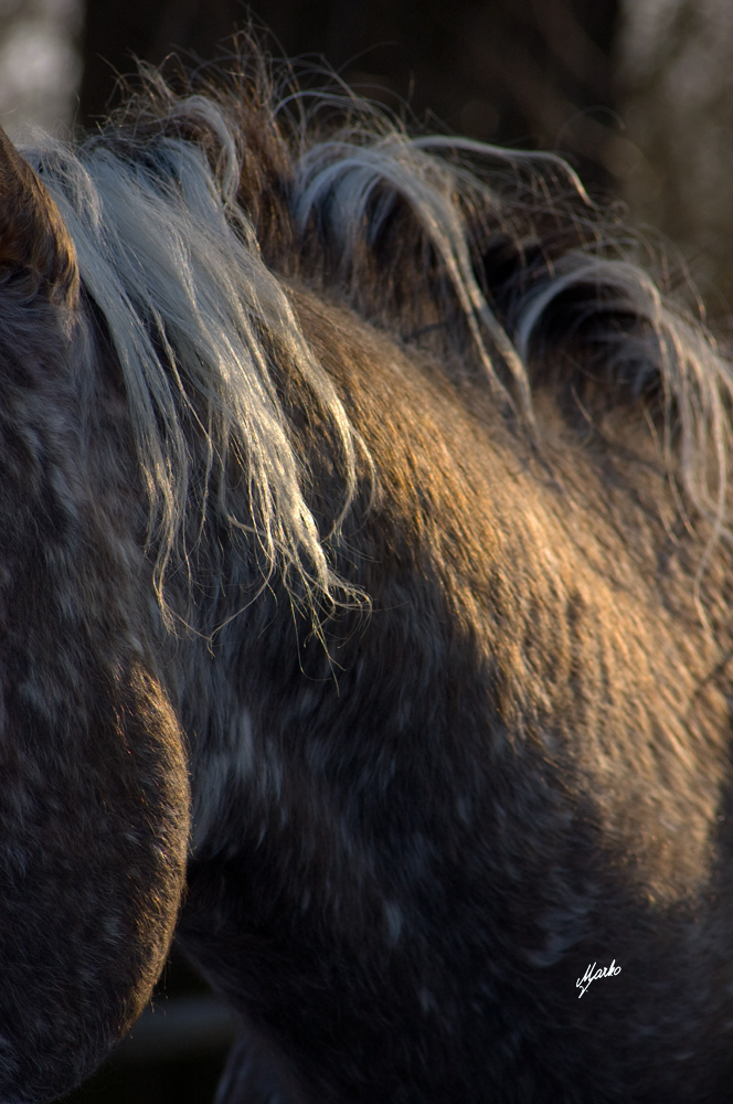 Appaloosa