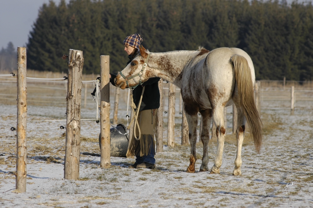 Appaloosa