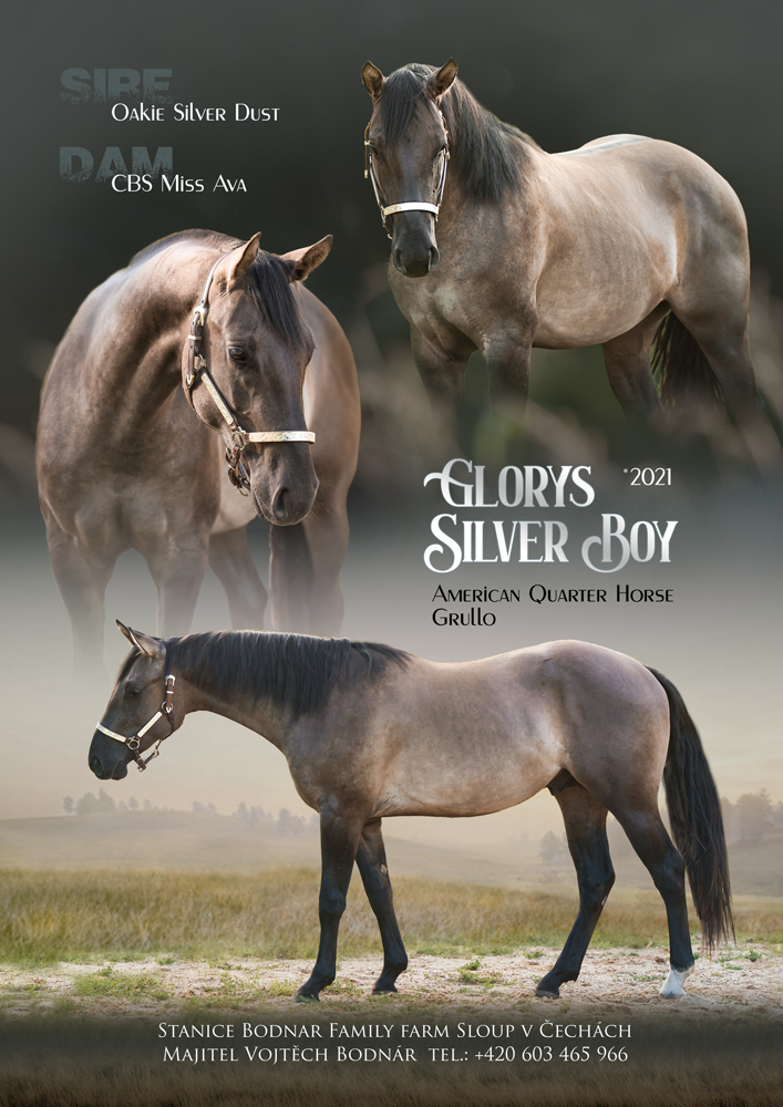 Glorys Silver Boy - America Quarter Horse