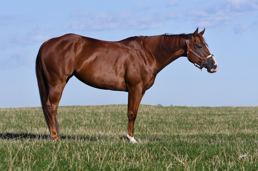 American Quarter Horse