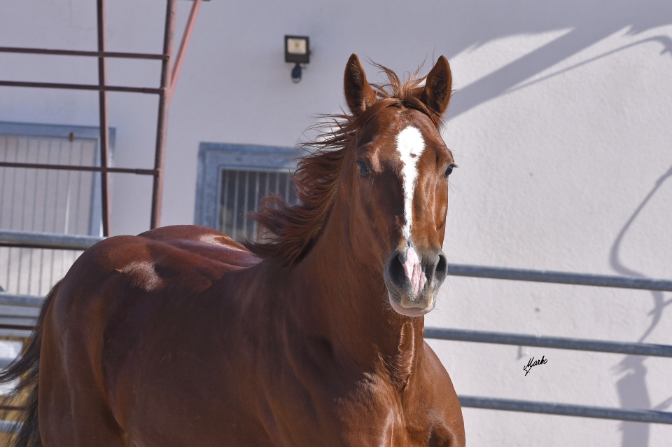 American Quarter Horse