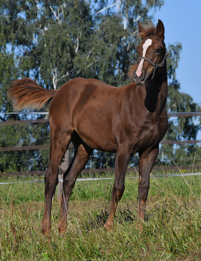 American Quarter Horse