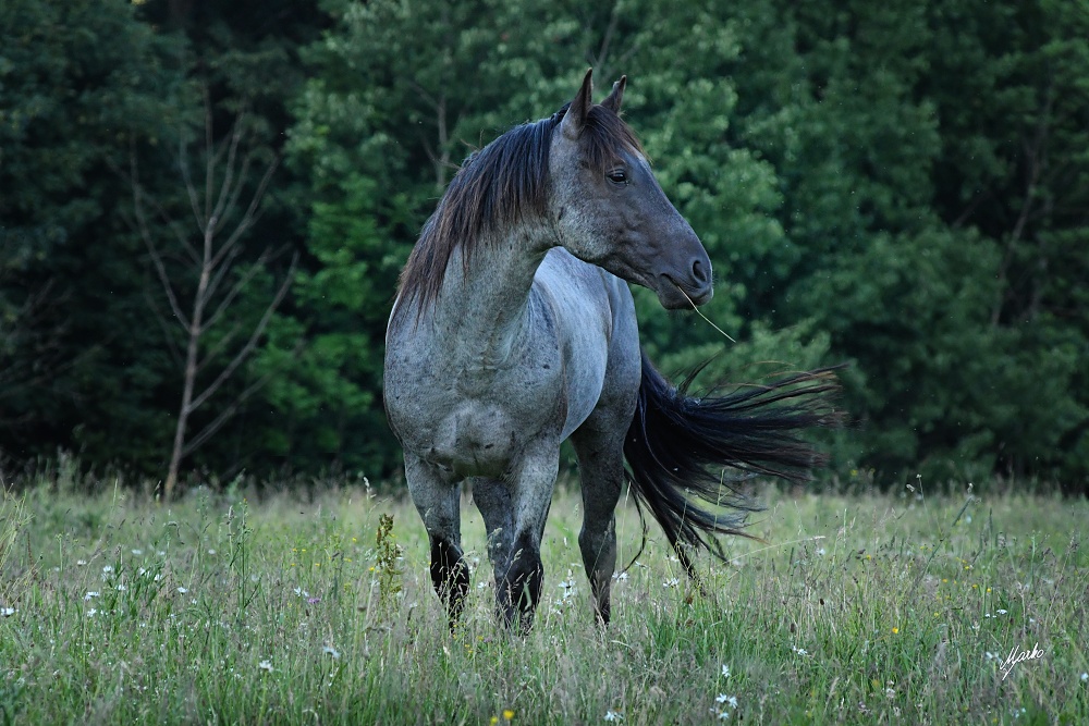 American Quarter Horse