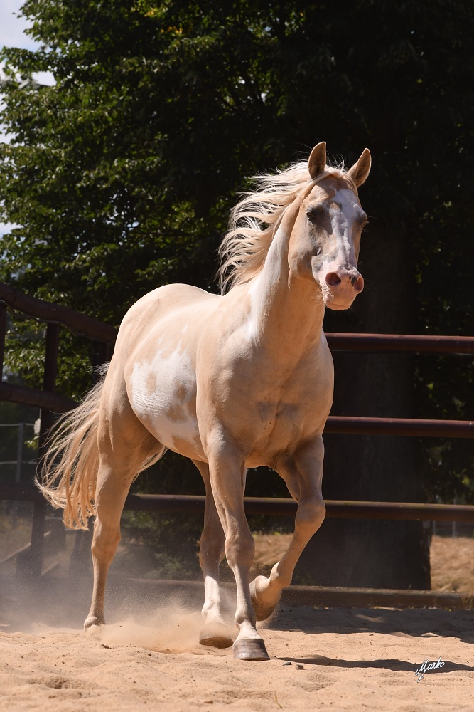American Paint Horse