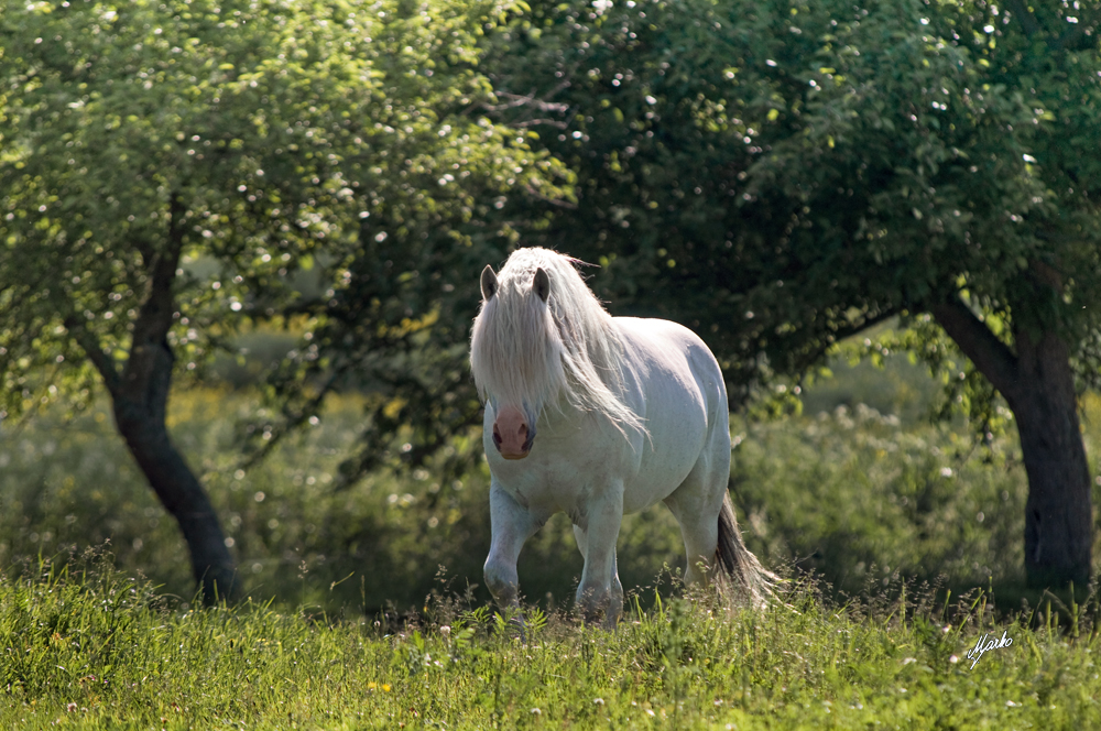 Welsh mountain pony